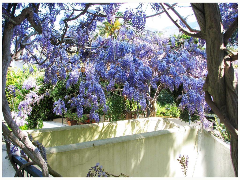 B&B La Salamandra Kitchengarden Forio di Ischia Eksteriør billede