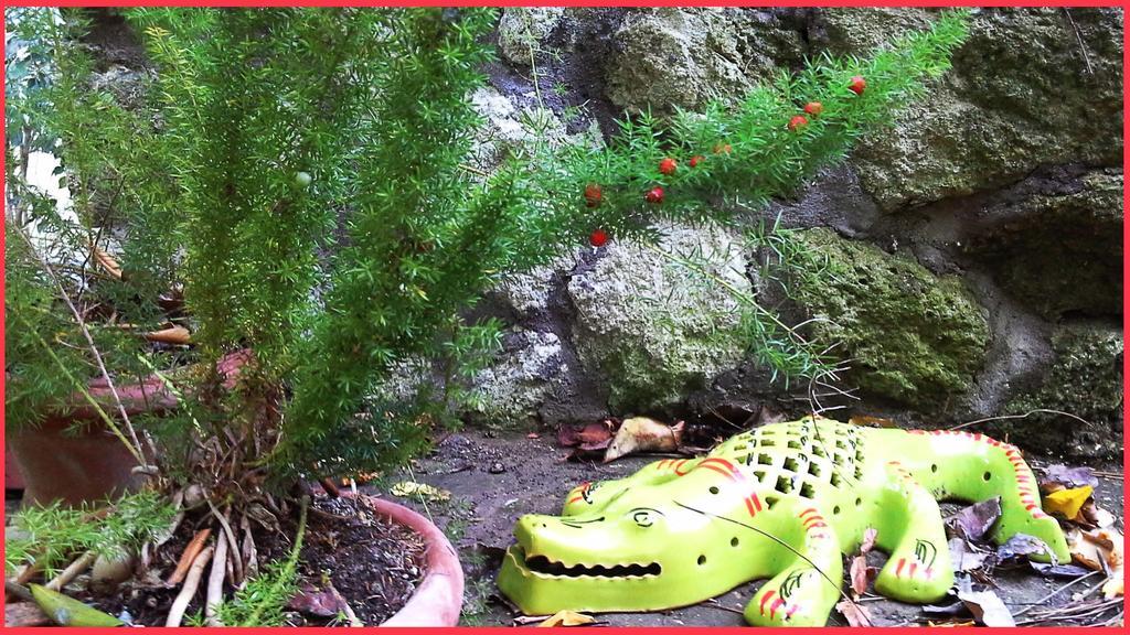 B&B La Salamandra Kitchengarden Forio di Ischia Eksteriør billede