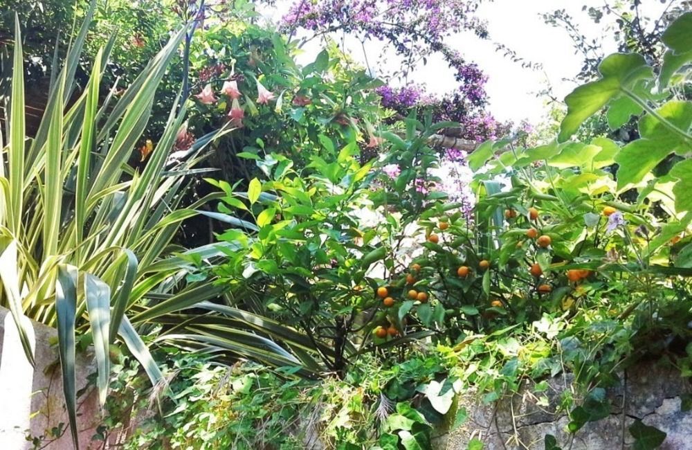B&B La Salamandra Kitchengarden Forio di Ischia Eksteriør billede