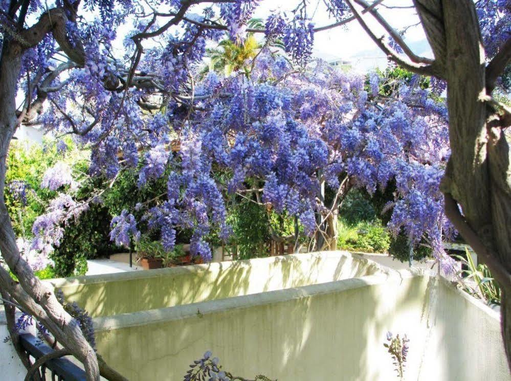 B&B La Salamandra Kitchengarden Forio di Ischia Eksteriør billede